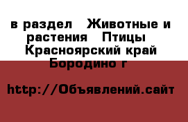  в раздел : Животные и растения » Птицы . Красноярский край,Бородино г.